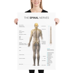 Spinal Nerve Poster (Light)