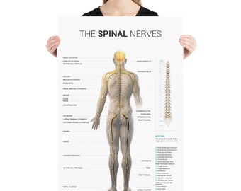 Spinal Nerve Poster (Light)