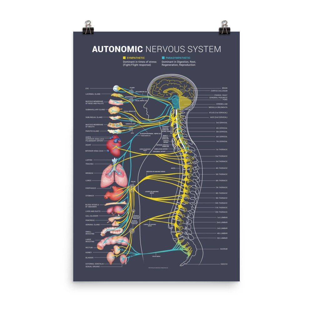Autonomic Nervous System Chart Spinal Nerve Poster, 59 OFF