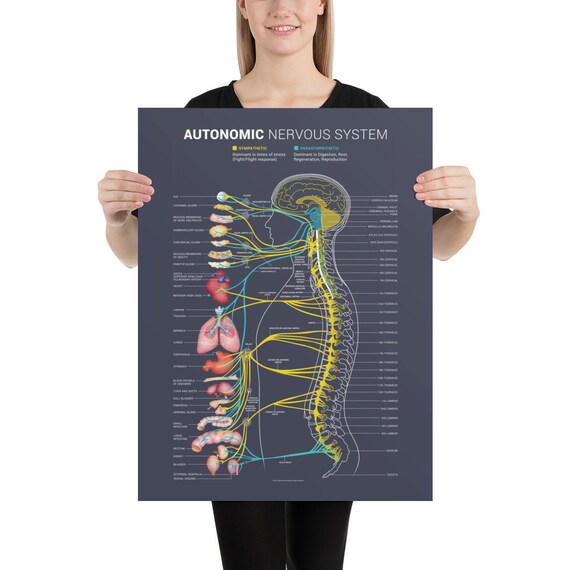 Autonomic Nervous System Chart Etsy