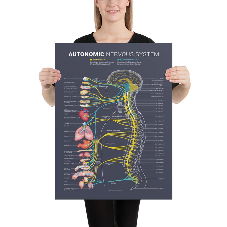 Autonomic Nervous System Chart imagem 2