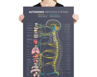 Gráfico del sistema nervioso autónomo