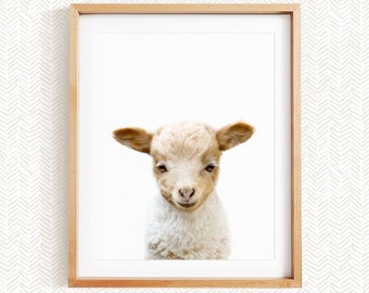 Baby Lamb Print, Farm Animal Nursery Art, Baby Farm Animal Nursery Decor, Unframed Print, Baby Animal Wall Art by Amy Peterson
