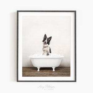 Red Merle Border Collie Puppy #1 Art Print by Cavan Images - Fine Art  America