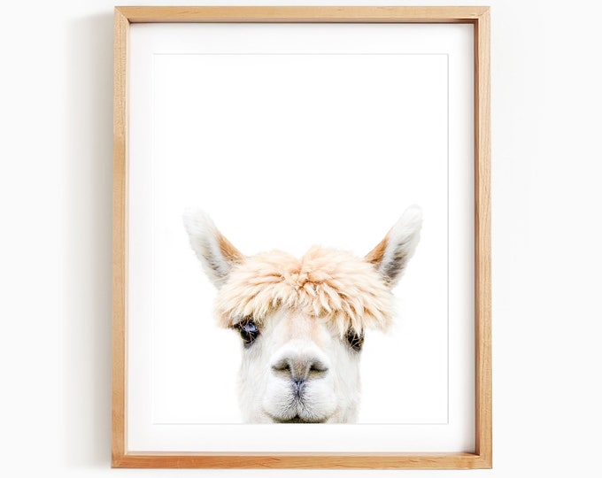 Alpaca Bangs Art Print As Seen At HomeGoods, Alpaca Print, Animal Art by Amy Peterson