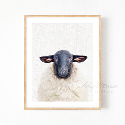 Sheep Photo Print Farm Animal Wall Art Sheep Portrait Sheep Etsy