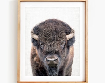Bison Art Print, Buffalo Art, Bison Art Print, Animal Wall Art, Animal Art by Amy Peterson