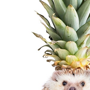 a hedgehog with a pineapple on its head