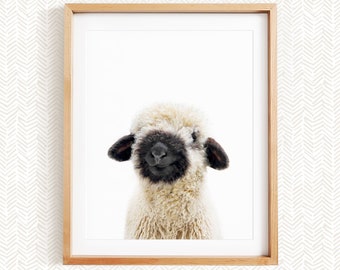 Baby Black Nosed Sheep, Farm Animal Nursery Art, Baby Farm Animal Nursery Decor, Unframed Print, Baby Animal Wall Art by Amy Peterson