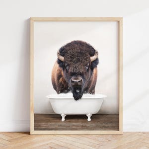 Bison in Bathtub Luster Photo Print: Rustic Bathroom Wall Art