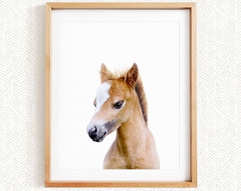 Baby Horse, Horse Wall Art, Farm Animal Nursery Decor, Unframed Print, Baby Animal Wall Art by Amy Peterson