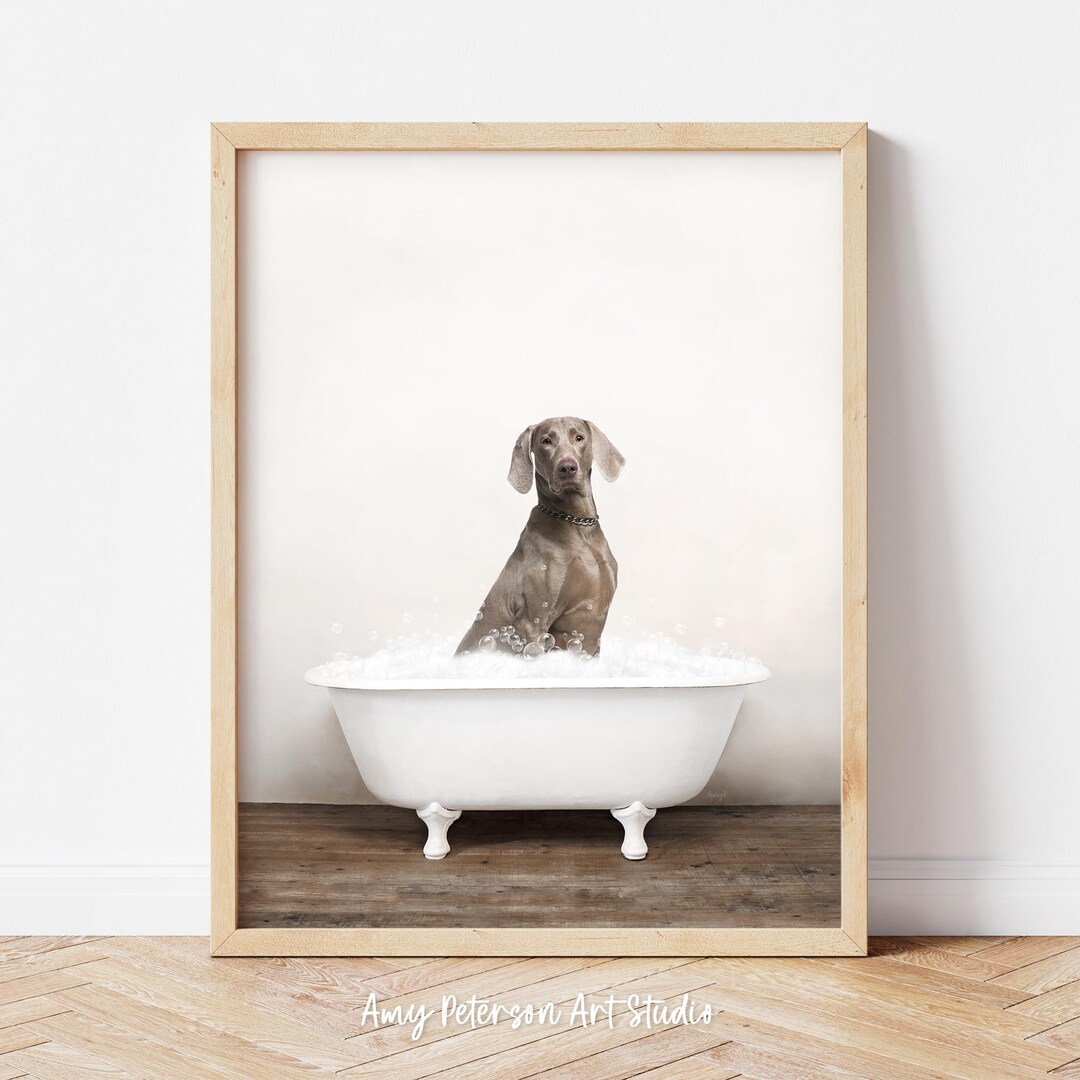 Weimaraner Dog in a Vintage Bathtub, Dog Taking Bath, Dog Art 