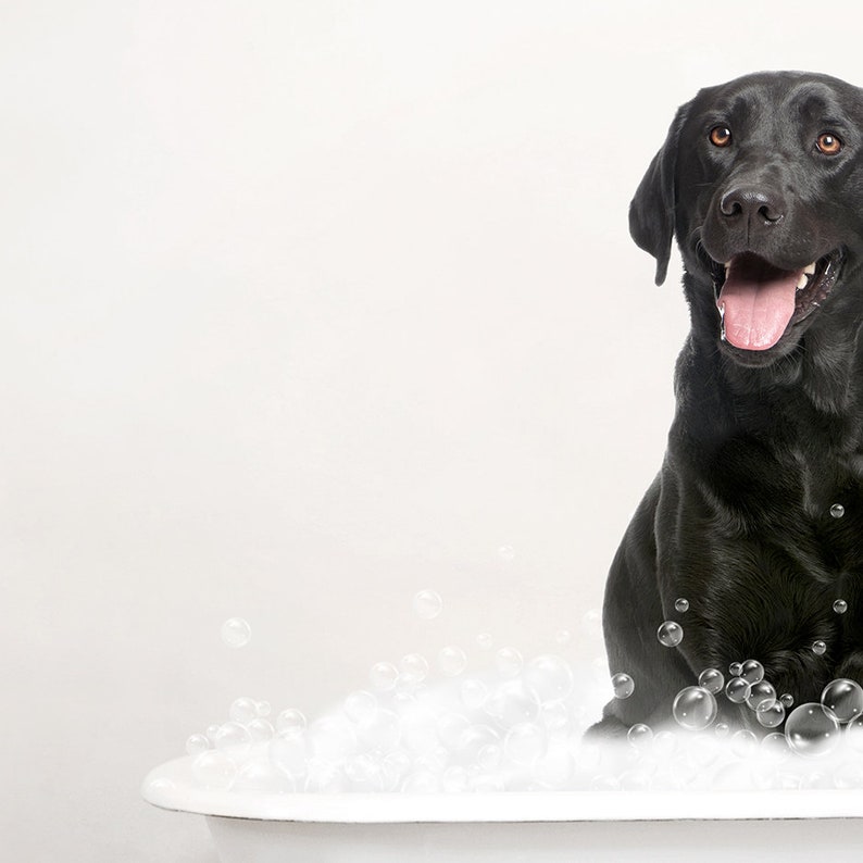 Black Labrador Dog in a Vintage Bathtub, Dog Taking Bath, Dog Art, Bathroom Wall Art, Unframed Print, Animal Art by Amy Peterson image 4