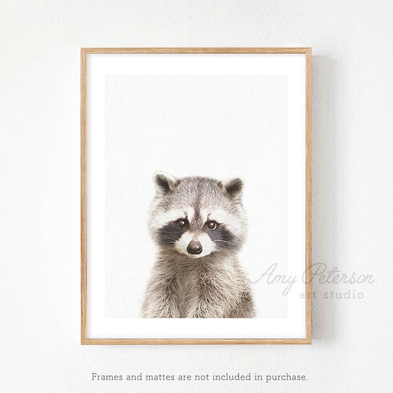 Woodland Animal Baby Baby Animal Print for Nursery Animal Art by Amy Peterson Raccoon Print As Seen in HomeGoods