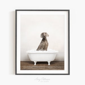 Weimaraner Dog in a Vintage Bathtub, Dog Taking Bath, Dog Art, Bathroom Wall Art, Unframed Print, Animal Art by Amy Peterson