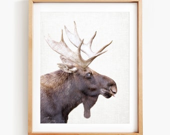 Moose Portrait, Moose Photo Print, Moose Art, Moose Wall Art, Moose Decor, Moose Animal Art by Amy Peterson