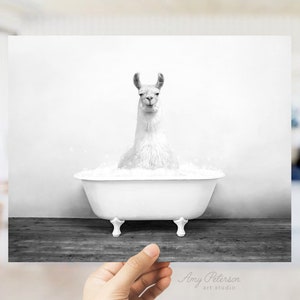 Llama in a Vintage Bathtub, Rustic Bath Style in Black and White, Bathroom Wall Art, Unframed Print, Animal Art by Amy Peterson image 3