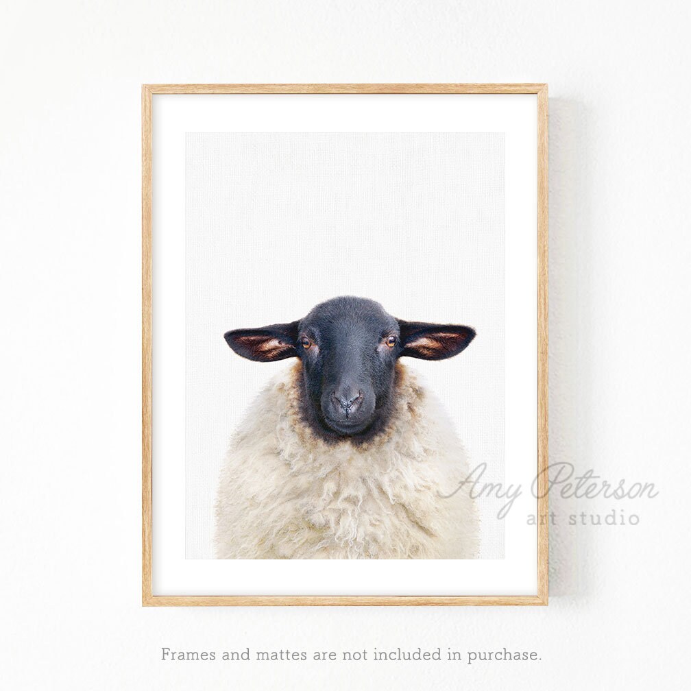 Sheep Photo Print Farm Animal Wall Art Sheep Portrait Sheep Etsy
