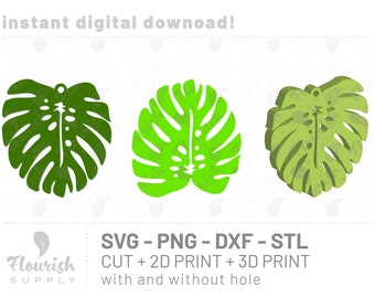 weiße monstera pflanze Monstera Super White main image 1