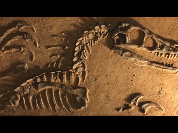 most complete velociraptor fossil