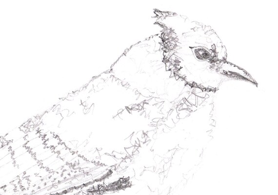 Geai Bleu Sur Branche Dessin Au Crayon Impression Des Oiseaux Geai Bleu Affiche Peinture Murale Noir Et Blanc Geai Bleu Noir Oiseaux