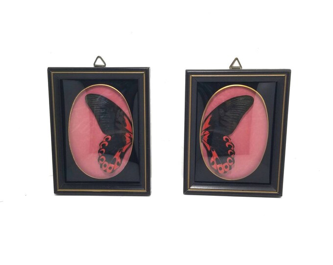 Butterfly Art Real Mounted Butterfly Art Gothic Home Decor Etsy