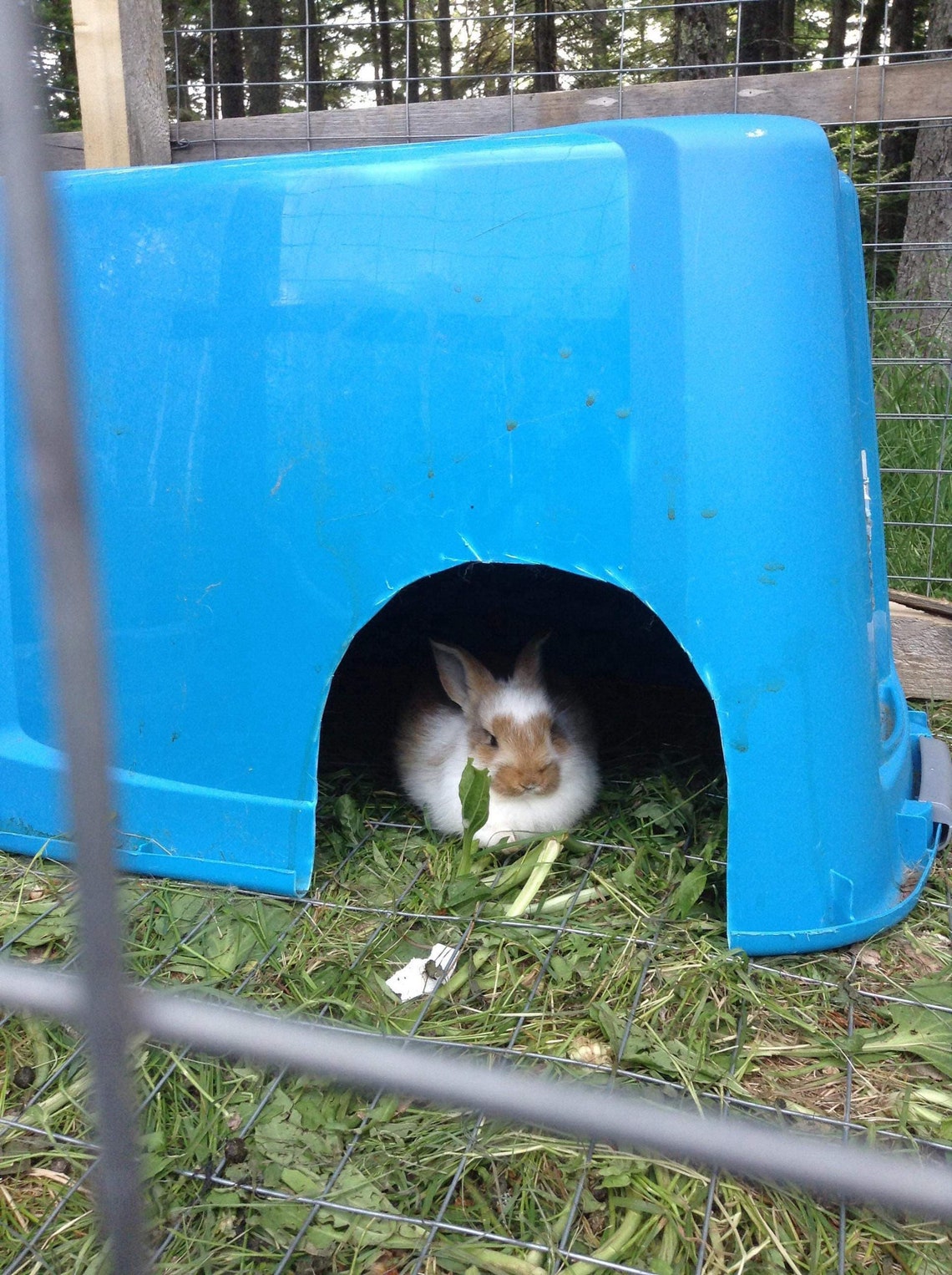 Binkies Organic Mini Pine Cones For Bunny Rabbits Toy Treat Etsy