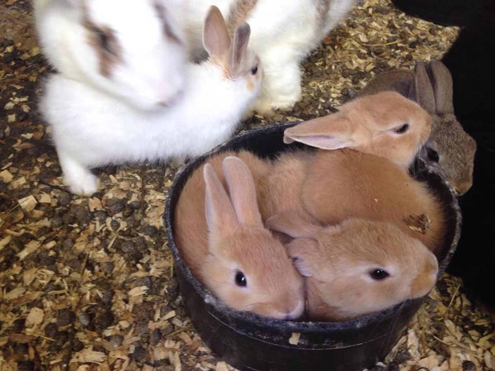 Binkies Organic Mini Pine Cones For Bunny Rabbits Toy Treat Etsy