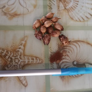 Tobacco seeds/ 1000