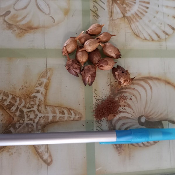 Tobacco Seeds Etsy Australia