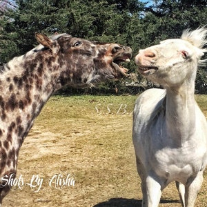 Funny Horse (Digital Download)