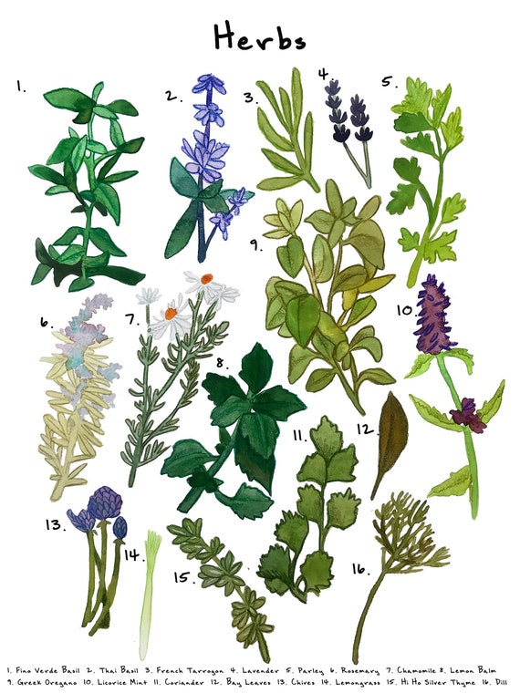 Herbs Chart Pictures