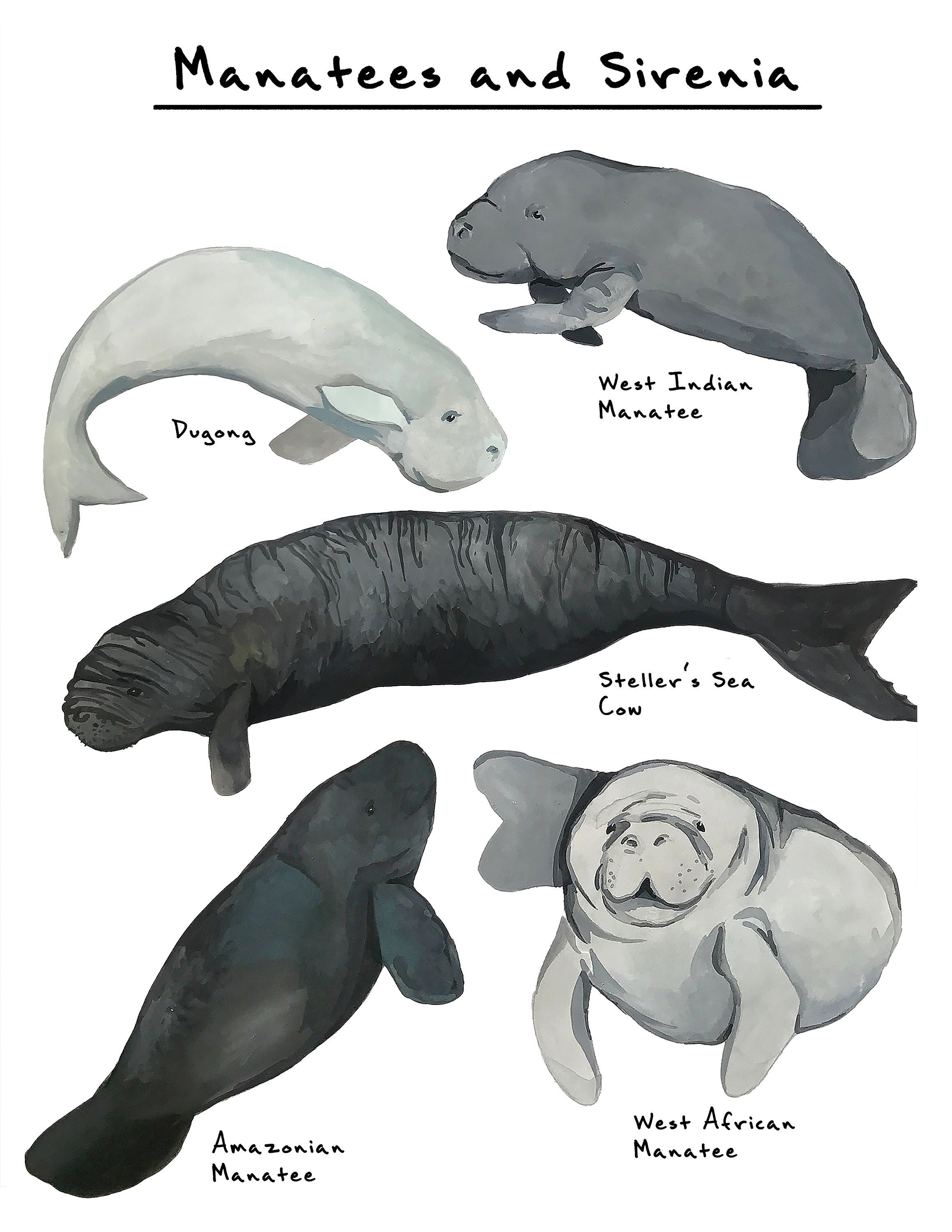 Manatee Chart Print Art Print Manatee Art Ocean Animals Etsy