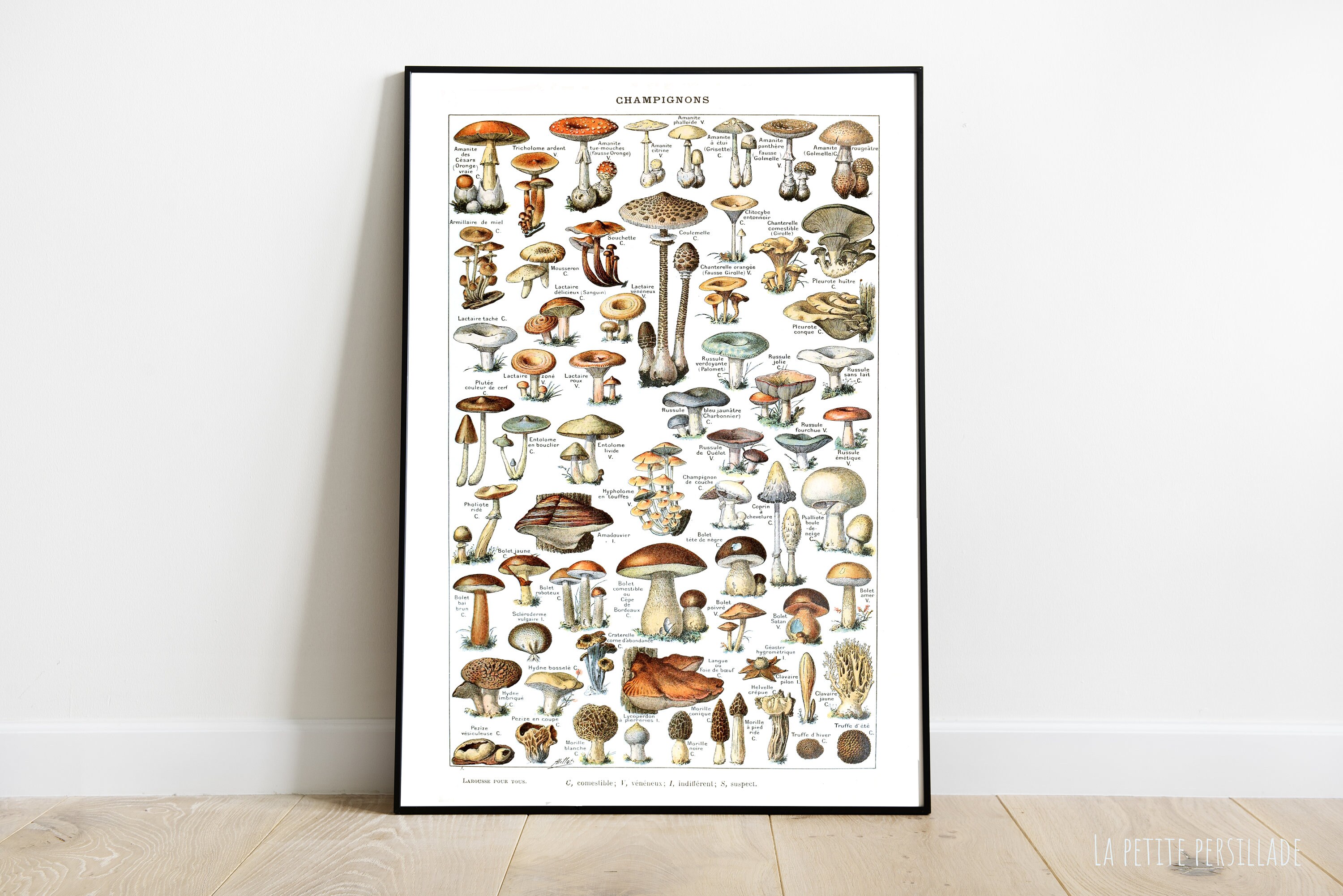 Affiche Botanique Champignon Comestible et Vénéneux