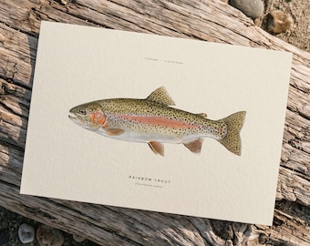 Rainbow Trout Art Print, Vintage Fish Poster, Fly Fishing & Angler Gift