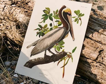 Brown Pelican Art Print