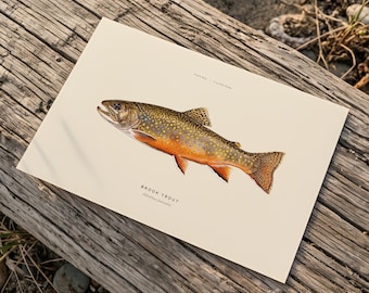 Brook Trout Art Print, Natural History Fish Illustration, Fishing Cabin Decor