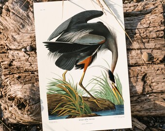 Vintage Blue Heron Art Print, Coastal Decor