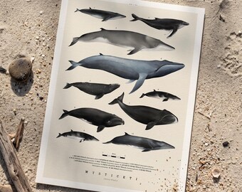 Baleen Whales Art Print: Natural History Illustration