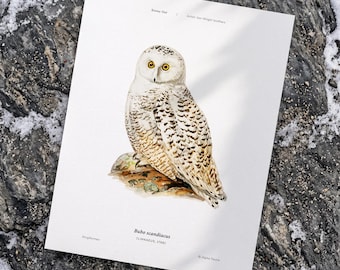 Snowy Owl Art Print: Vintage Bird Illustration