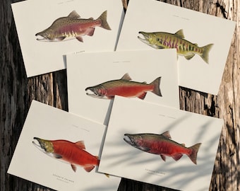 Pacific Salmon Art Print Set, Vintage Fish Illustrations, Northwest Wildlife (Set of 5)