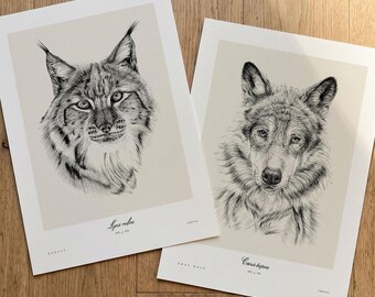 Bobcat and Wolf Art Print Set, North American Wildlife Illustrations (Set of 2)