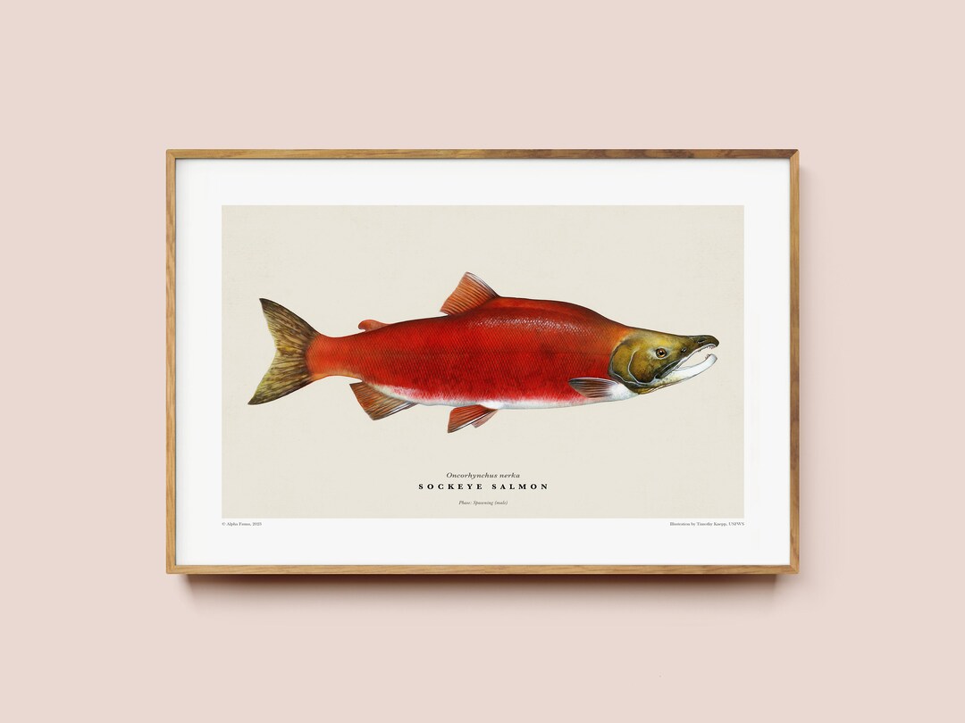 Sockeye Salmon Art Print, Wildlife Poster for Lake House or Cabin Decor ...