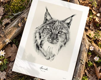 Bobcat Art Print, North American Wildlife Illustration, Minimal Animal Wall Art