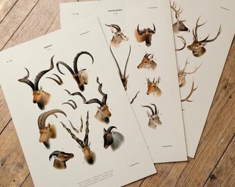 Vintage Asian Wildlife Art Print Set – Antelope, Deer & Goats (Set of 3)