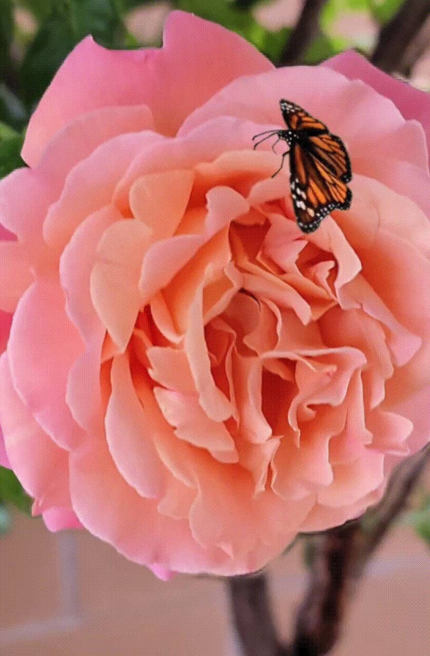 Digital wallpaper of a pink rose with a butterfly on it. Rose | Etsy