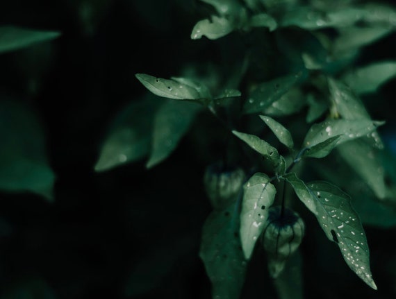 Green Floral Printable Fine Art Digital Wallpaper Gift Decor Photography Digital Download Flower Gardening Gardener Gift Nature Art JPG