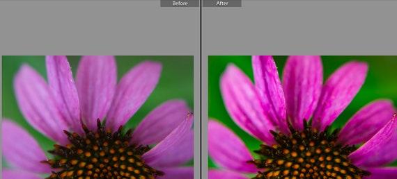 Blogging Natural Light Colorful Preset Nature Photography Portraits Lightroom Desktop Preset Lightroom Classic Flowers Food Landscapes