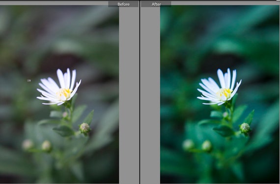 Flower and Nature Lightroom Photography Preset Product Photography Garden Lightroom Classic Desktop Preset