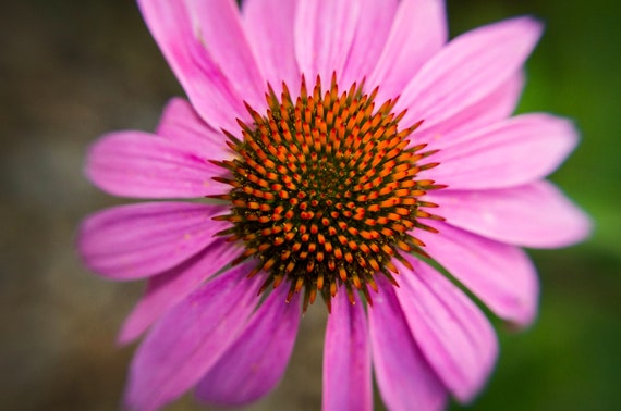 Printable Fine Art Digital Wallpaper Gift Decor Photography Digital Download Gardening Gift Art Flower Photo Pink Wall Art Coneflower Photo